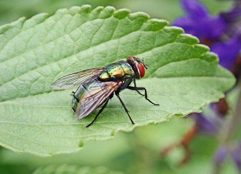 Identifying Pests