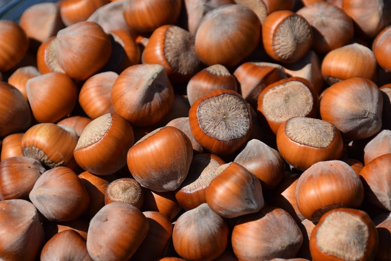 Seed Starting