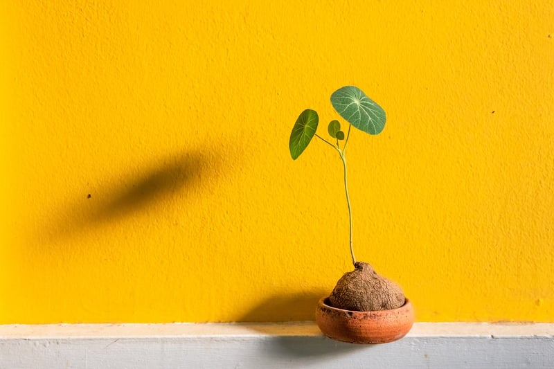 Plants Growing