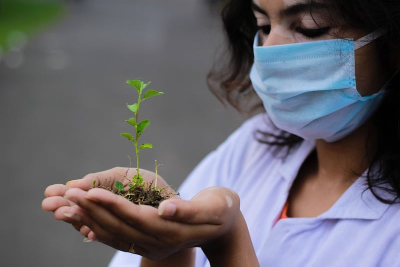 Seedling