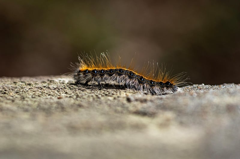 Caterpillar